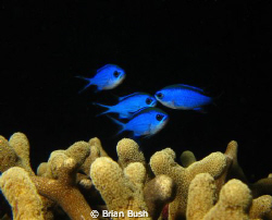 Blue on Black by Brian Bush 